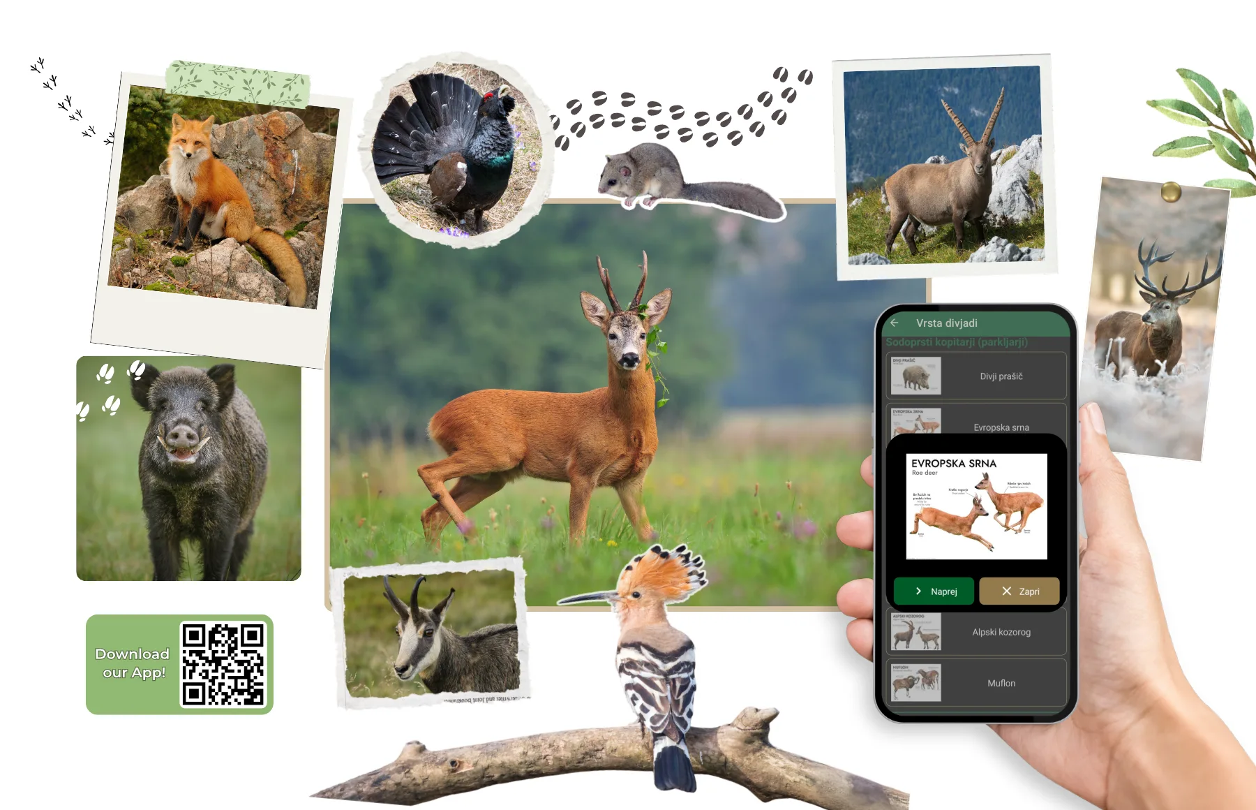 Collage of Slovenian wildlife – roe deer, wild boar, red fox, chamois, capercaillie and hoopoe – with a phone showing a citizen-science wildlife app